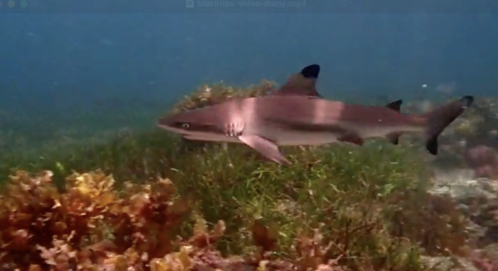 Juvenile black-tip reef sharks