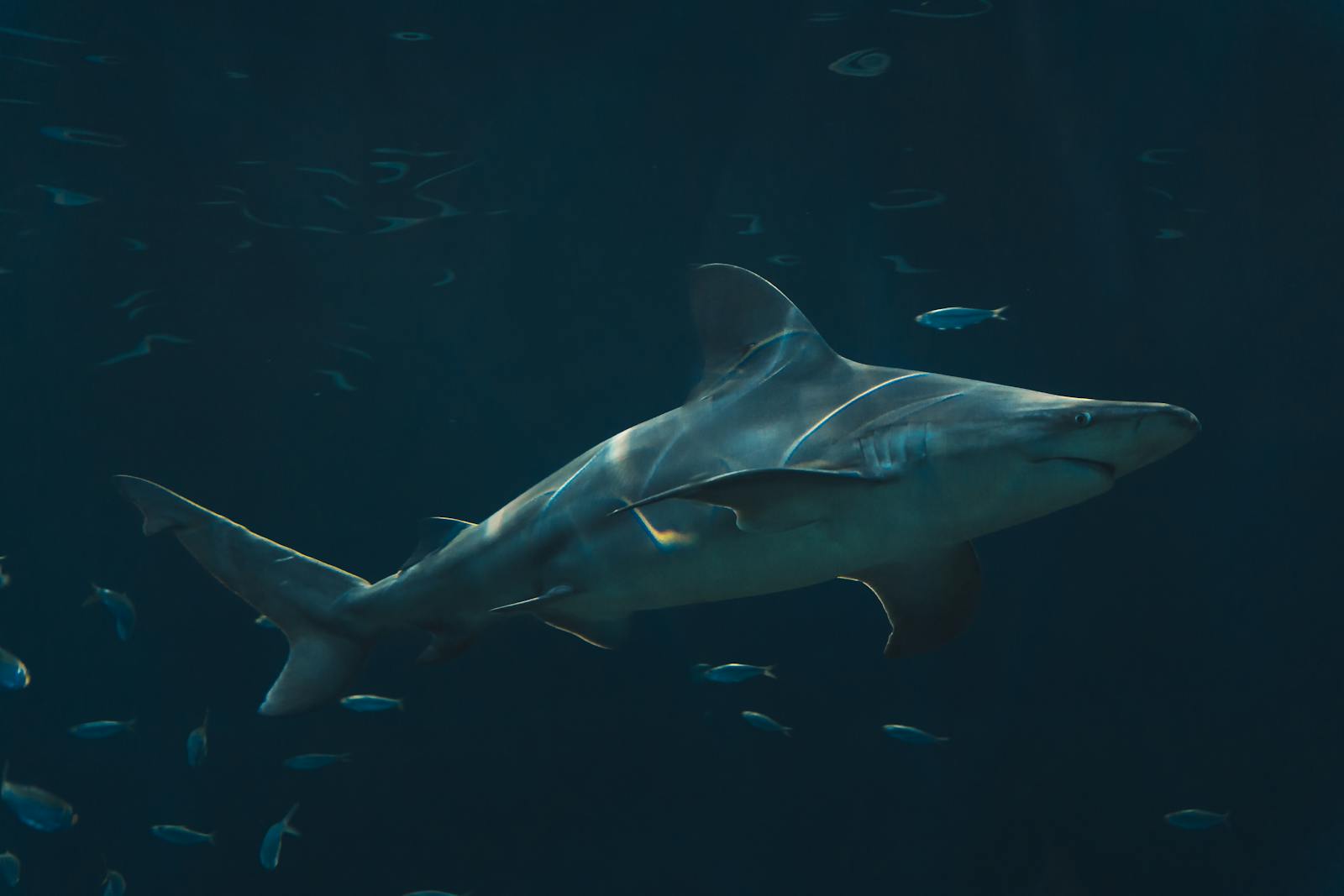 Bull shark