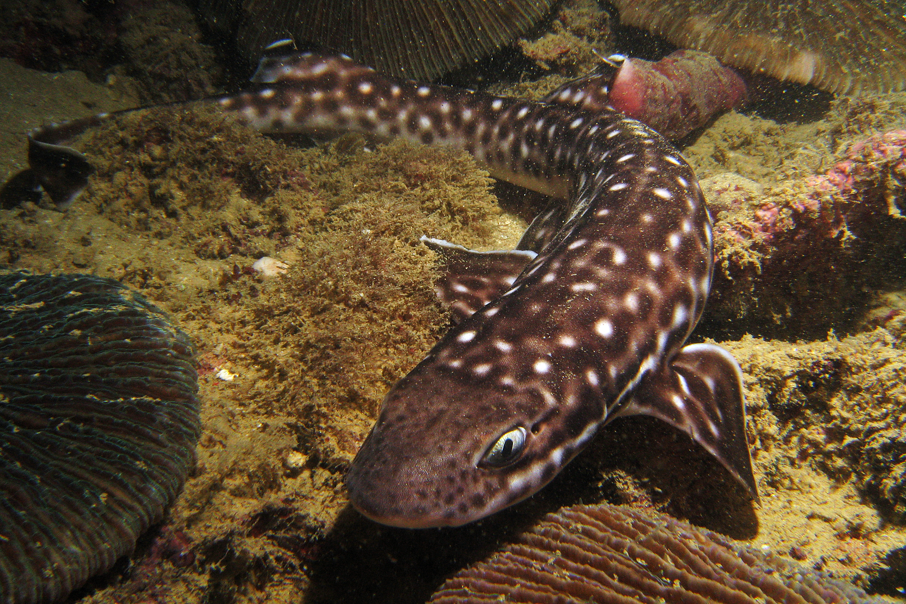 Coral catshark