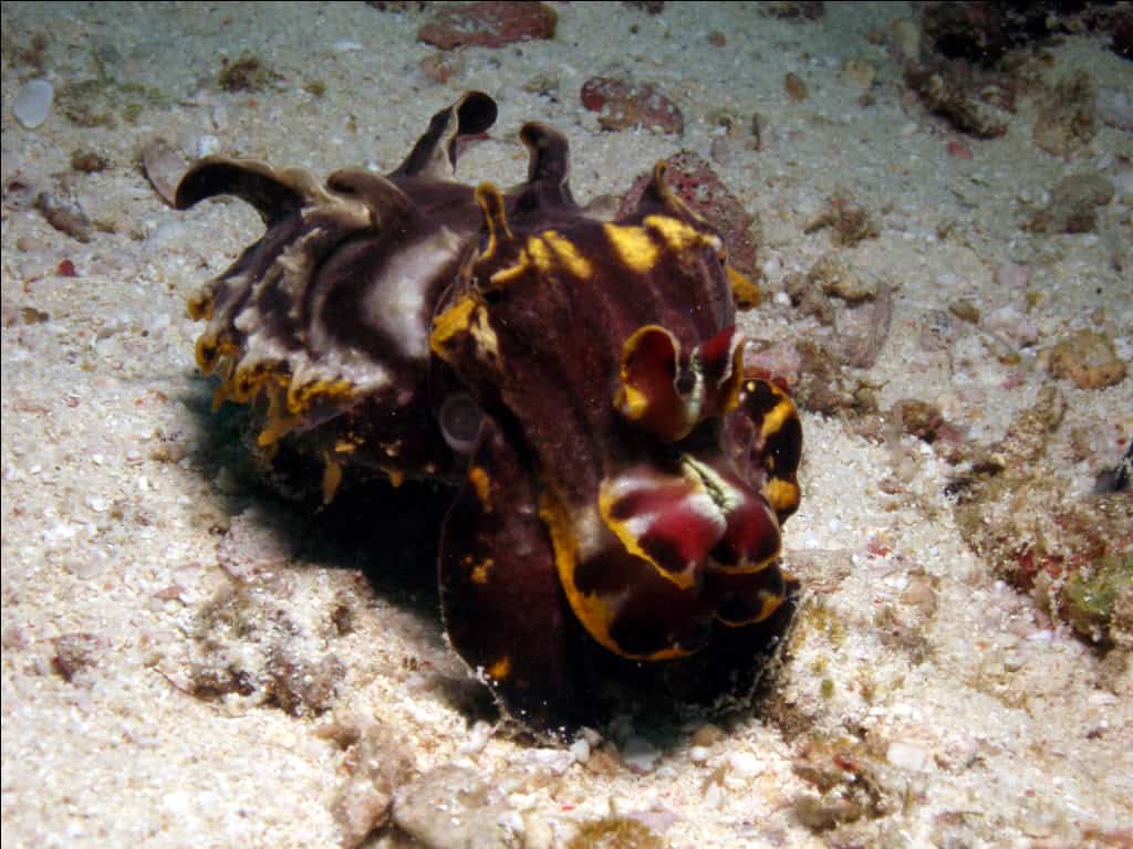Flamboyant cuttlefish at Malapascua underwater photography