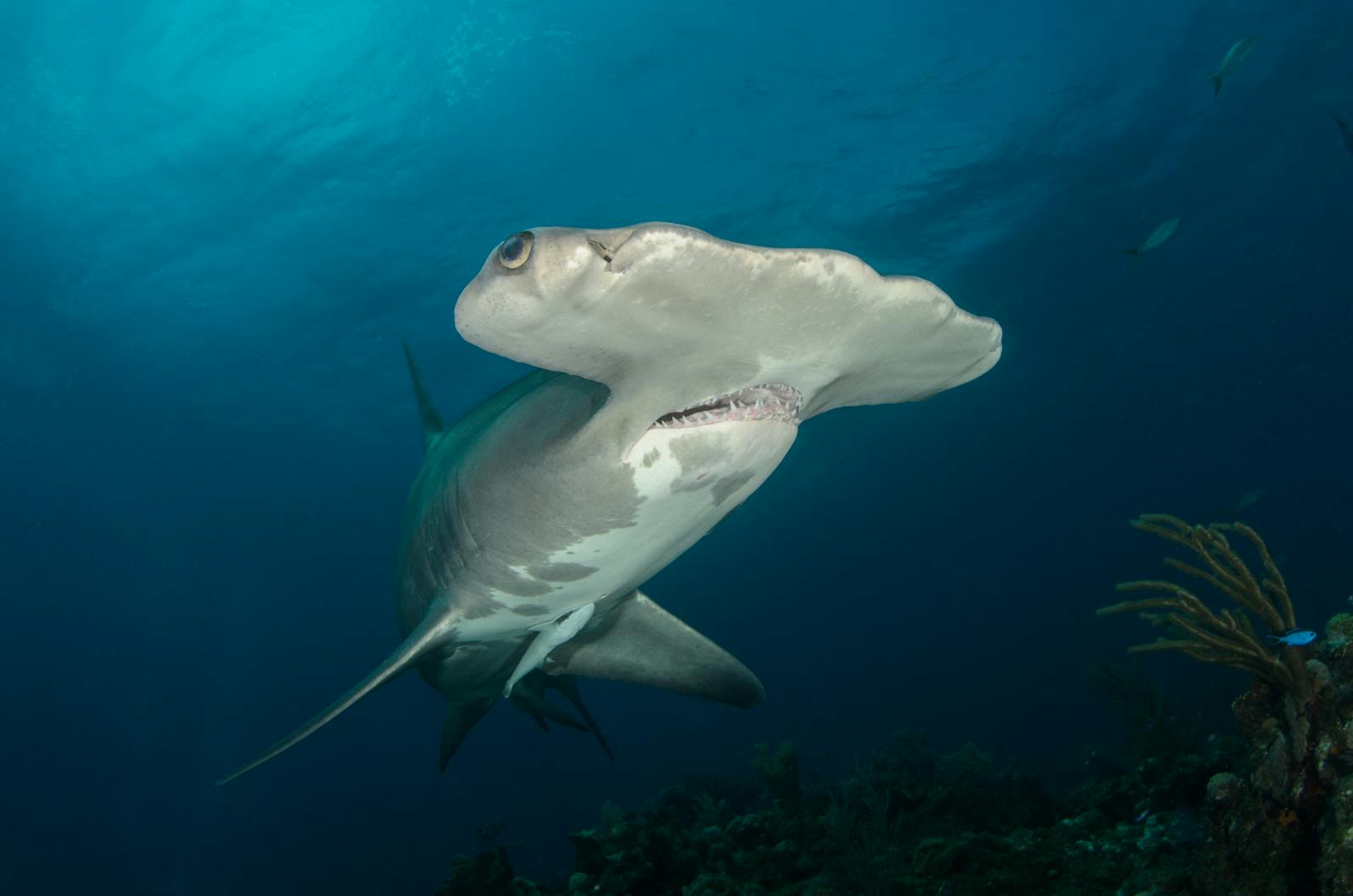 Scalloped hammerhead shark