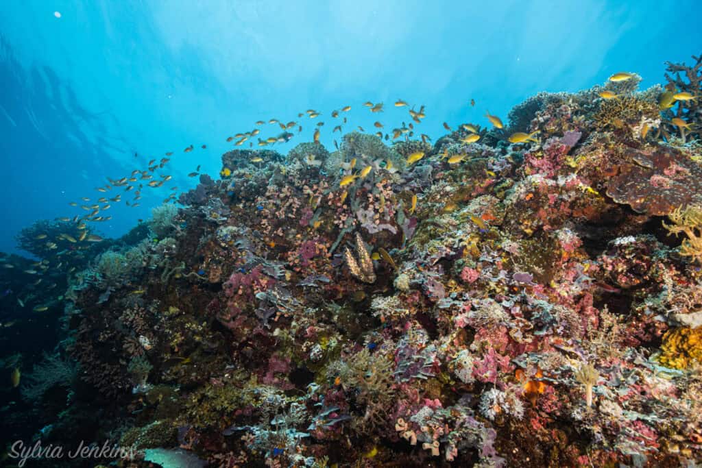 Healthy reef ecosystem at Malapascua diving site recovery
