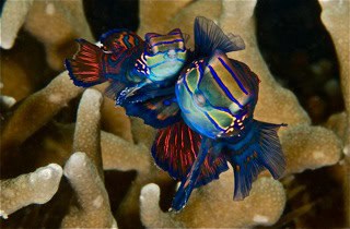 Mandarin fish close-up, Malapascua dive site marine life
