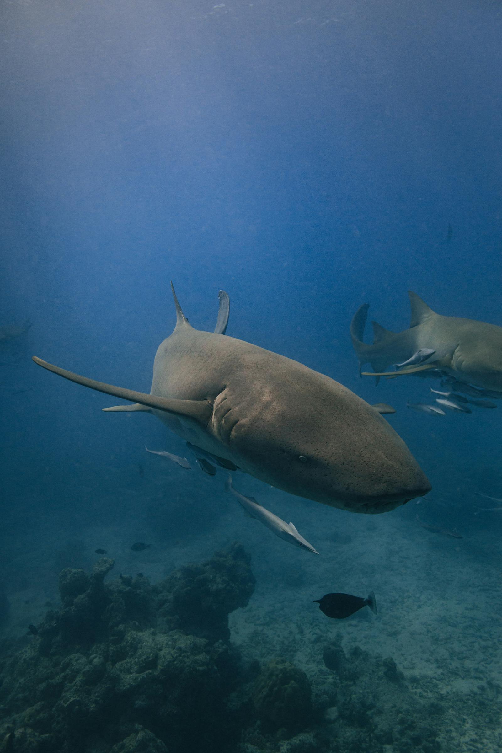 Nurse shark