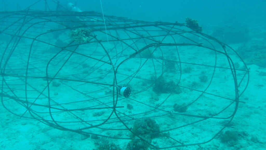 Rebar artificial reef structure with coral growth, Malapascua conservation