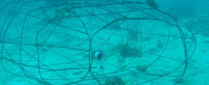 Rebar artificial reef structure with coral growth, Malapascua conservation