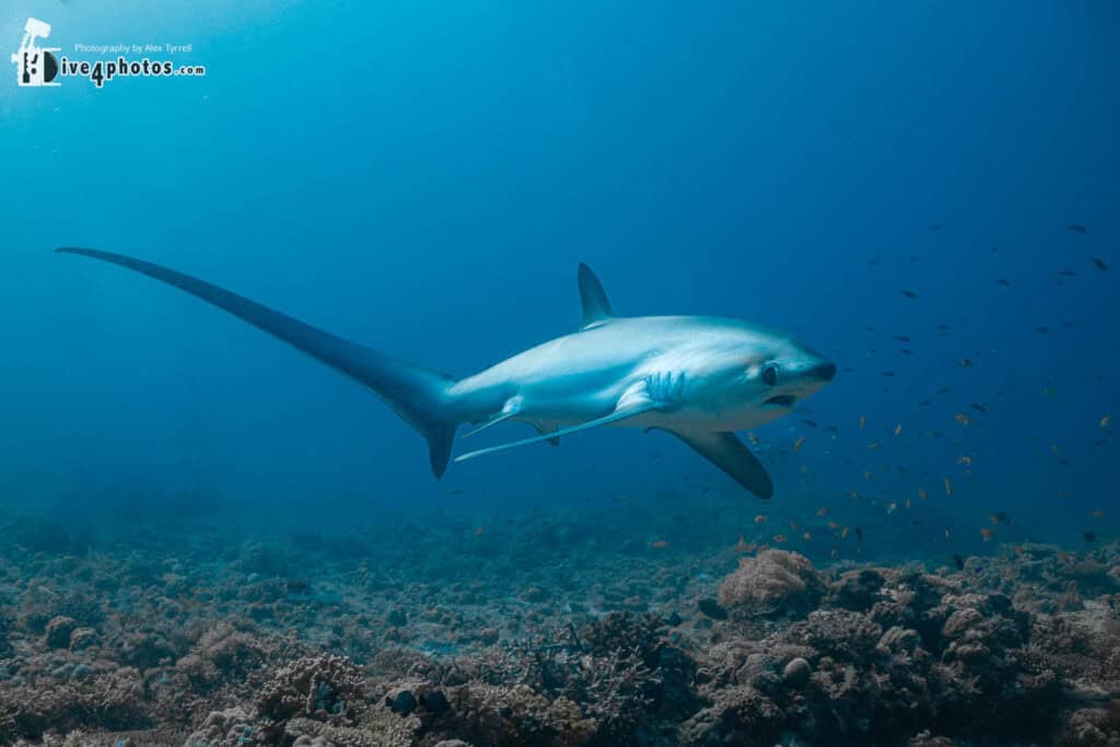 Thresher shark encounter at Kimud dive site, Malapascua