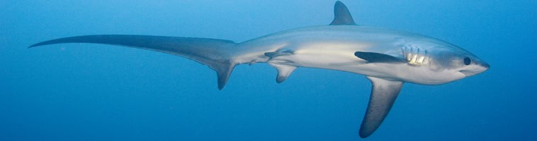 Thresher shark with distinctive scythe tail at Malapascua dive site