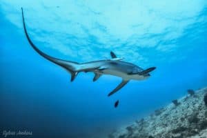 Thresher Shark on Monad Shoal on Malapascua Island