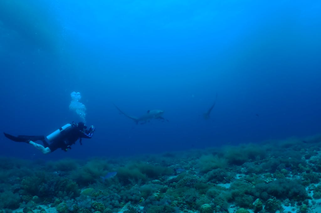 PADI Thresher Shark Diver