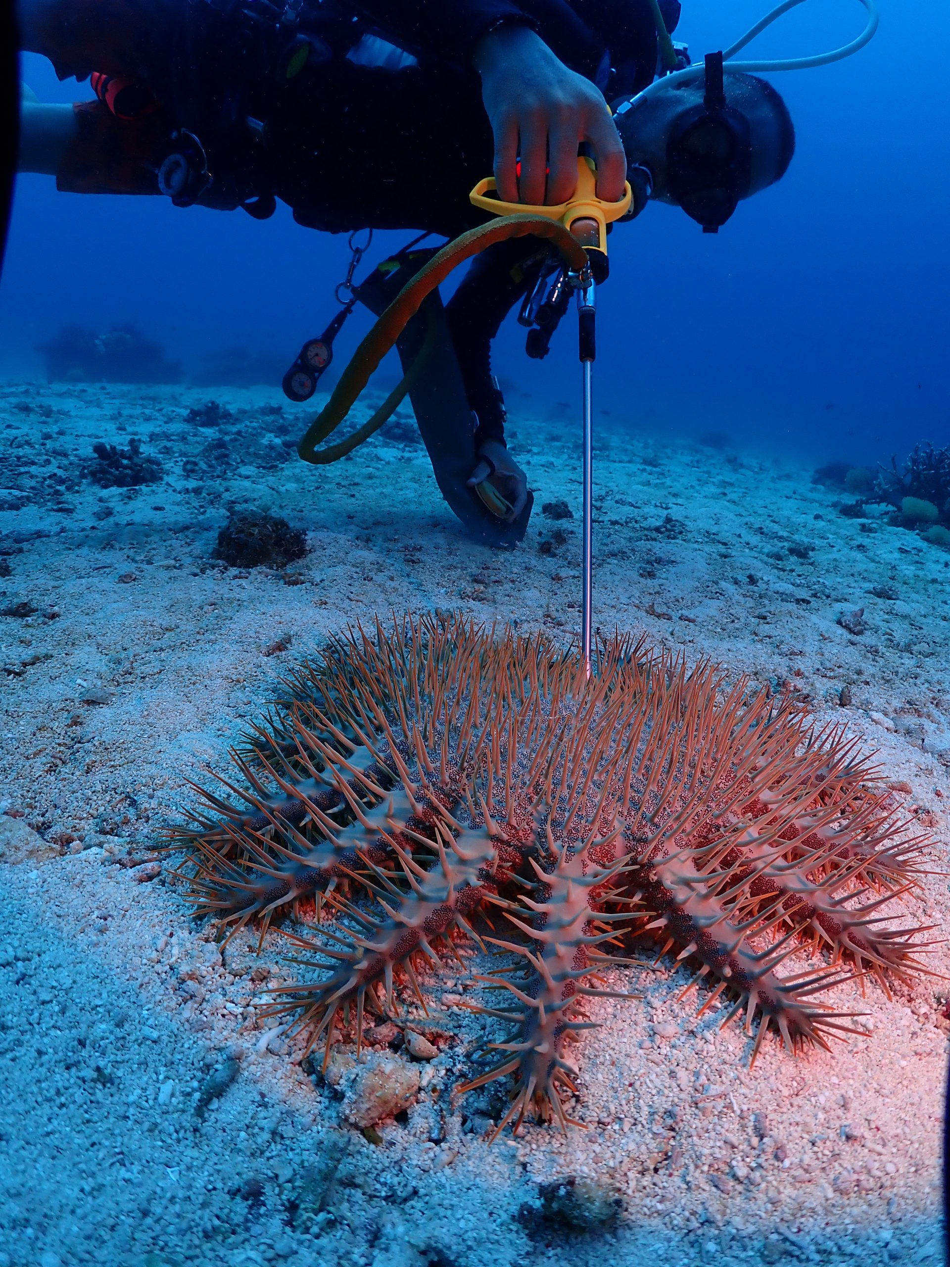 PADI Project AWARE Coral Reef Conservation