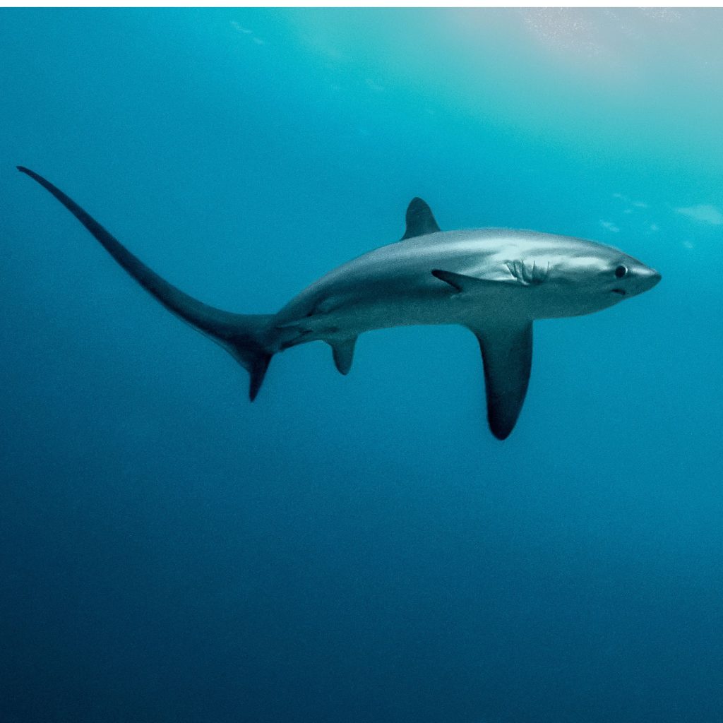 Thresher shark at Kimud Shoal, Malapascua, photographed by Sylvia Jenkins