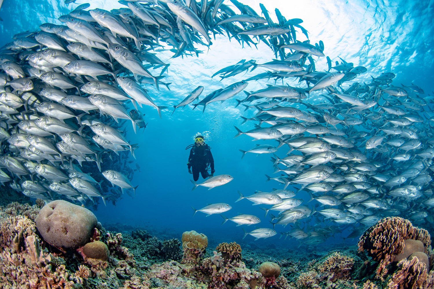 Tubbataha reef liveaboard