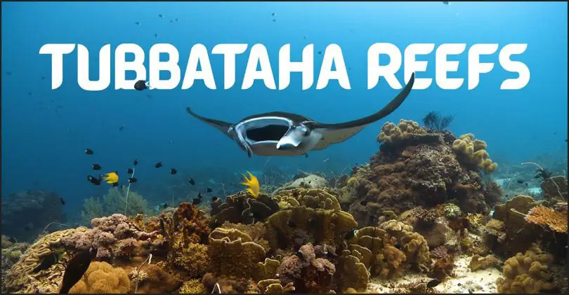 Tubbataha reef liveaboard